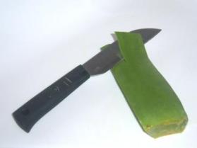 Fillet aloe vera