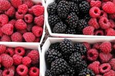 Rsspberry Punnets